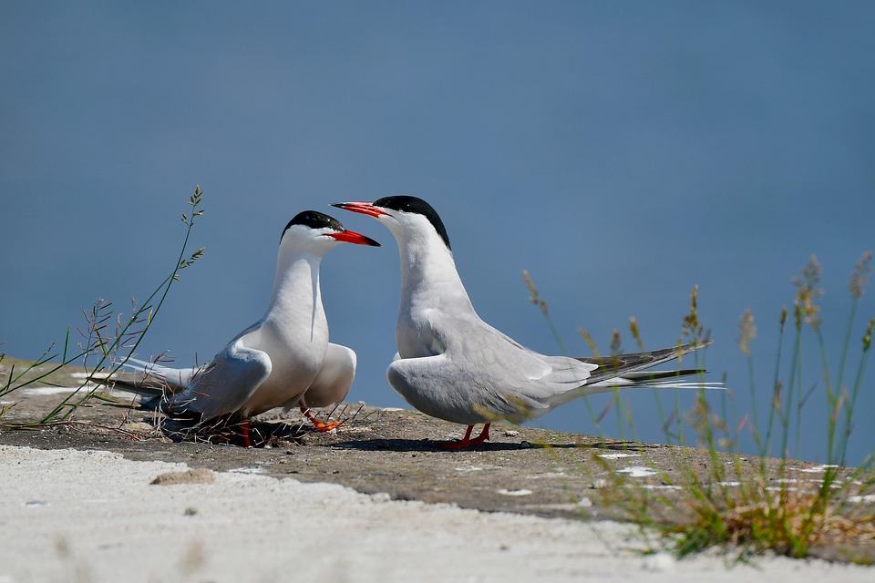 bird-7281112_960_720.jpg