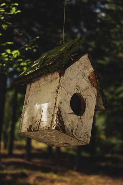 Free Bird Nest photo and picture