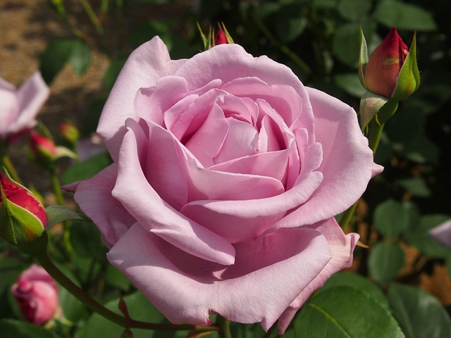 39 Roses Rose Flower Pink - Free photo on Pixabay - Pixabay