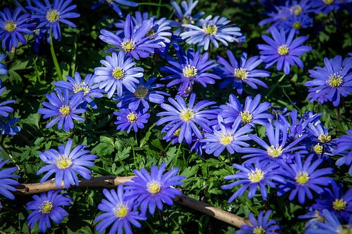 80以上の無料青いアネモネ 花画像 Pixabay