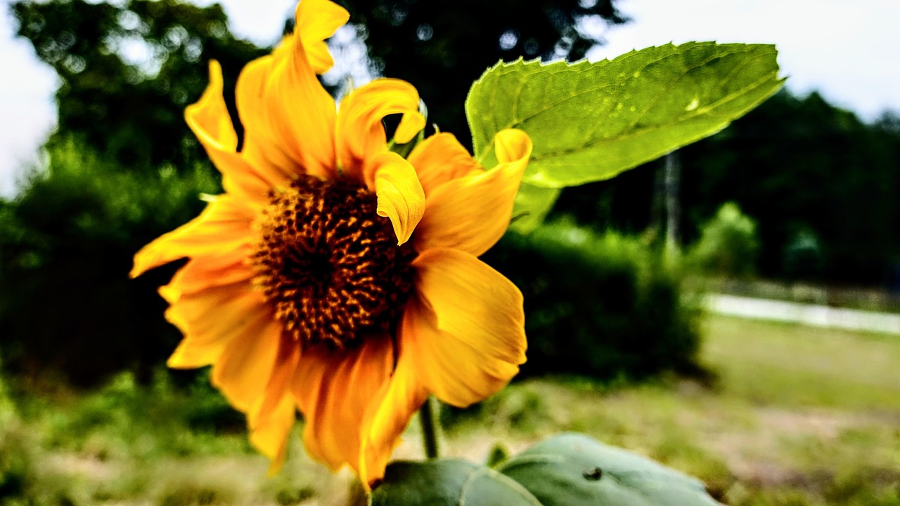 Nature Bloom - Photo gratuite sur Pixabay - Pixabay