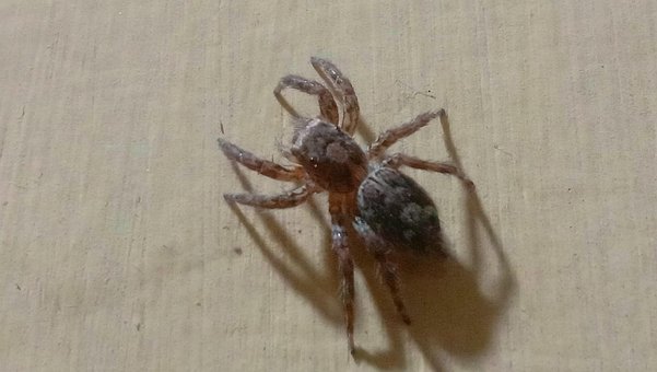 Plexippus Paykulli Spyder, Spyder, Dyr
