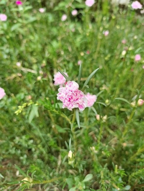 Free Flower Nature photo and picture