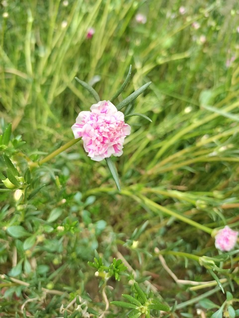 Free Flower Nature photo and picture