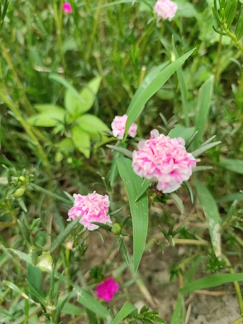 Free Pink Flower photo and picture