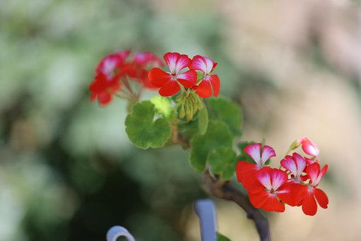 Free Flower Geranium photo and picture