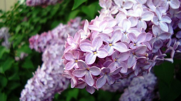 Blomst, Smukke Blomster, Lilla