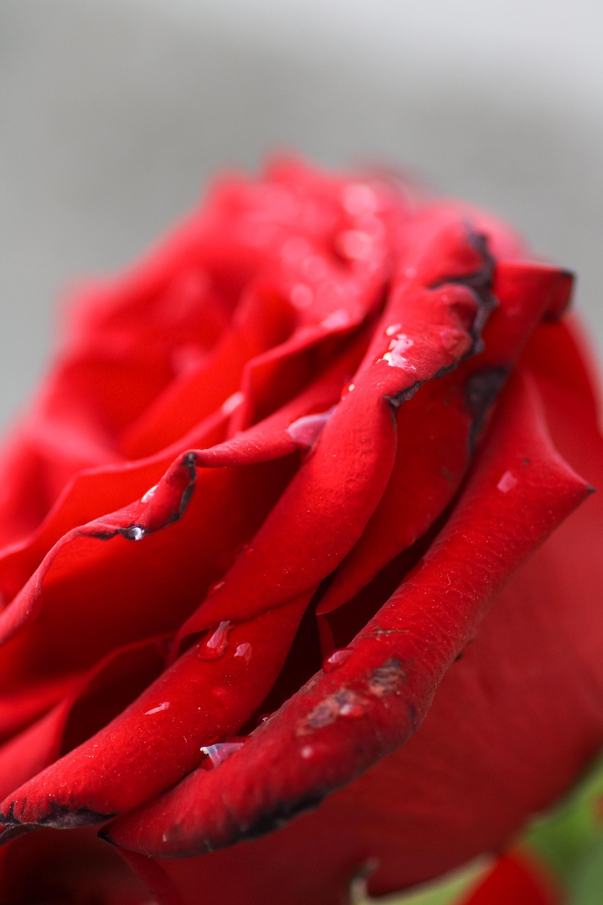Pétales De Roses Rouges Fleurs Pétales Rose Rouge - Photo gratuite sur Pixabay - Pixabay