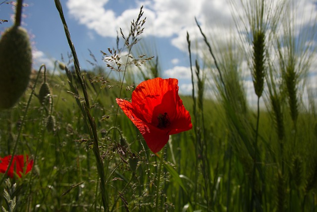 Free Poppy Flower photo and picture