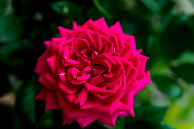 Free Rose Flower photo and picture