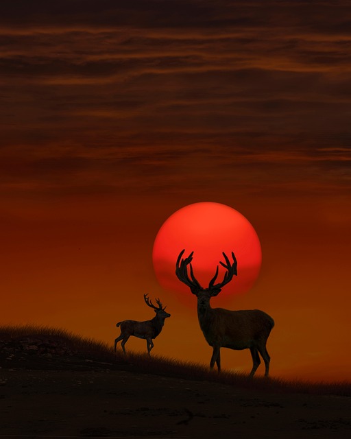 Free sunset twilight silhouettes illustration