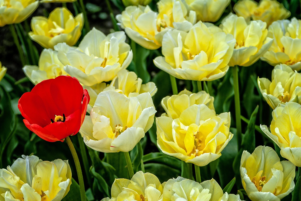 ดอกทิวลิป ธรรมชาติ ฤดูใบไม้ผลิ - ภาพฟรีบน Pixabay - Pixabay