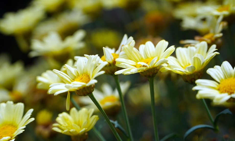 flower-7282349_960_720.jpg