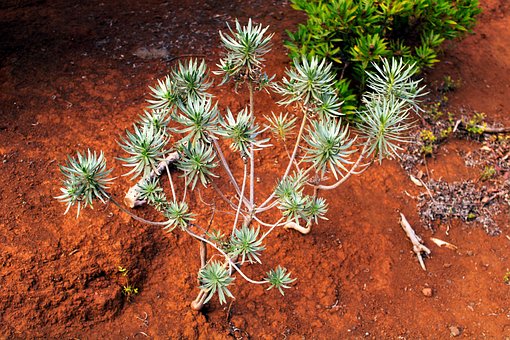 Rostlina, Příroda, Sukulenty, Botanický