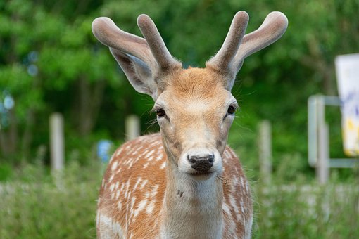 Hirsch, Geweih, Wiederkäuer, Tierwelt