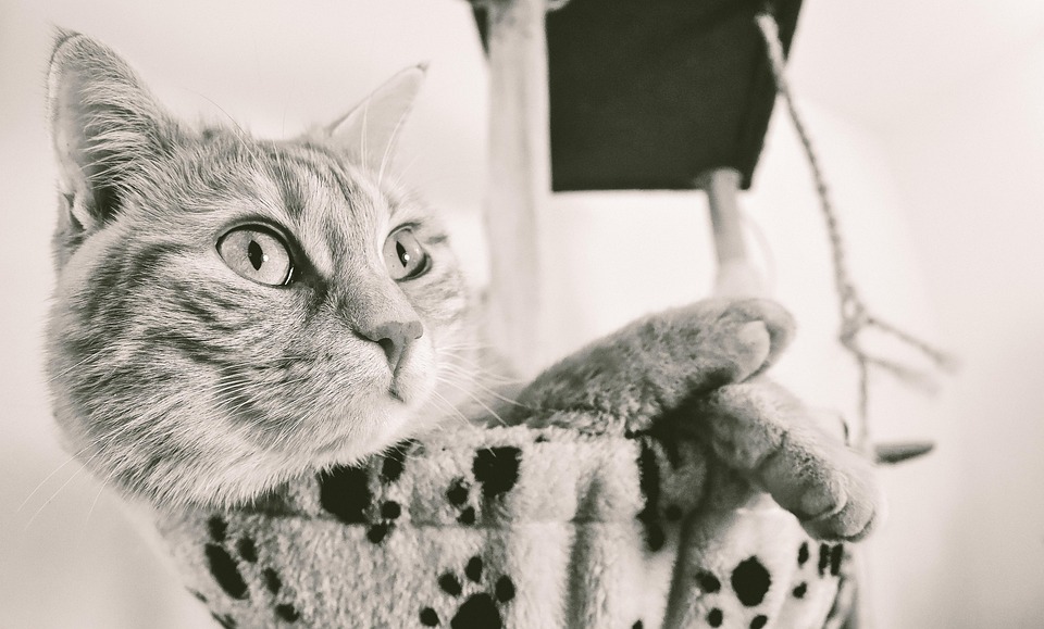 animal-7282510_960_720.jpg