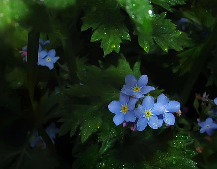 El Verano, Flores, Azul, Nomeolvides