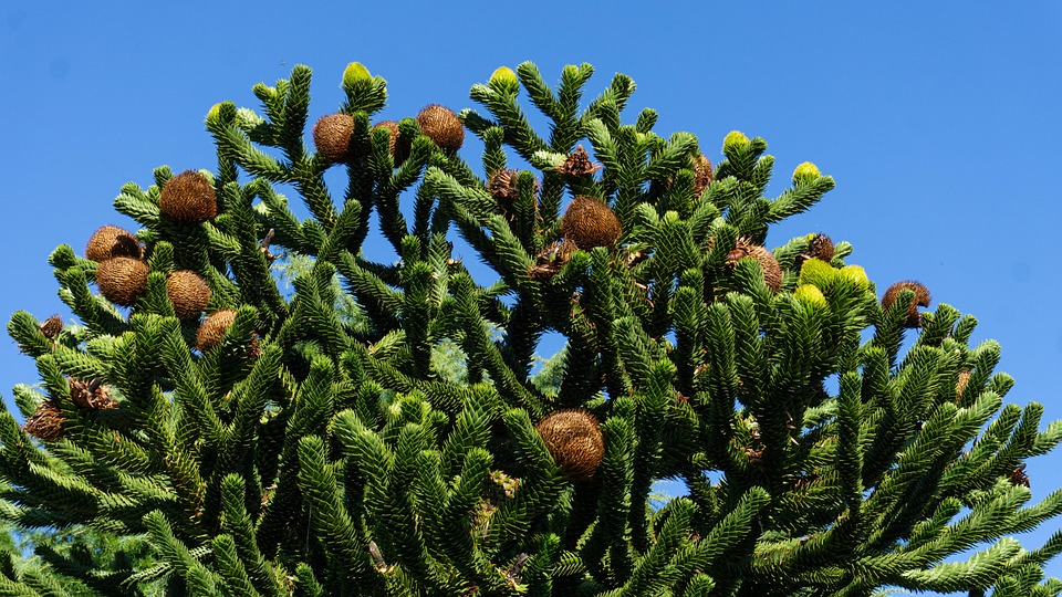 Pine Cone Tree Spruce Free photo on Pixabay Pixabay