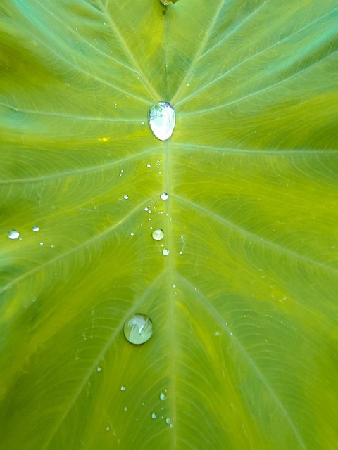 Free Nature Leaf photo and picture