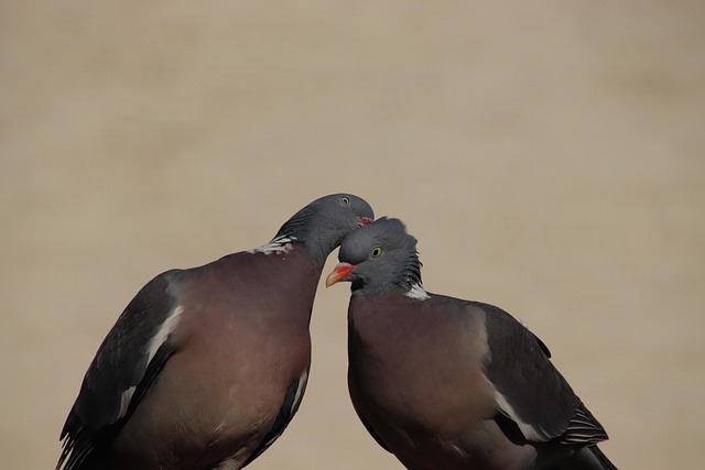 Pombo, Columba, Pássaro, O Animal