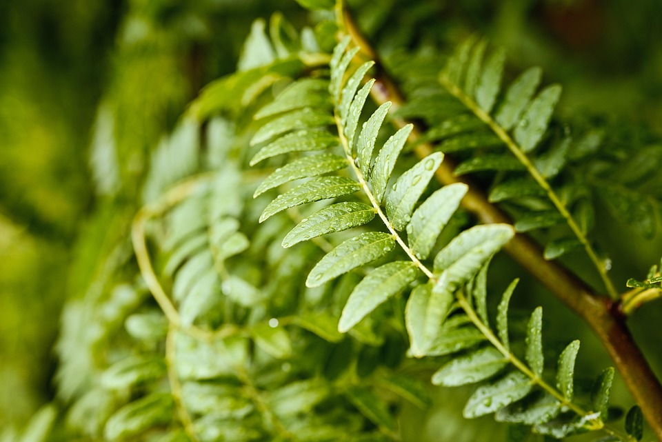 leaves-7283653_960_720.jpg