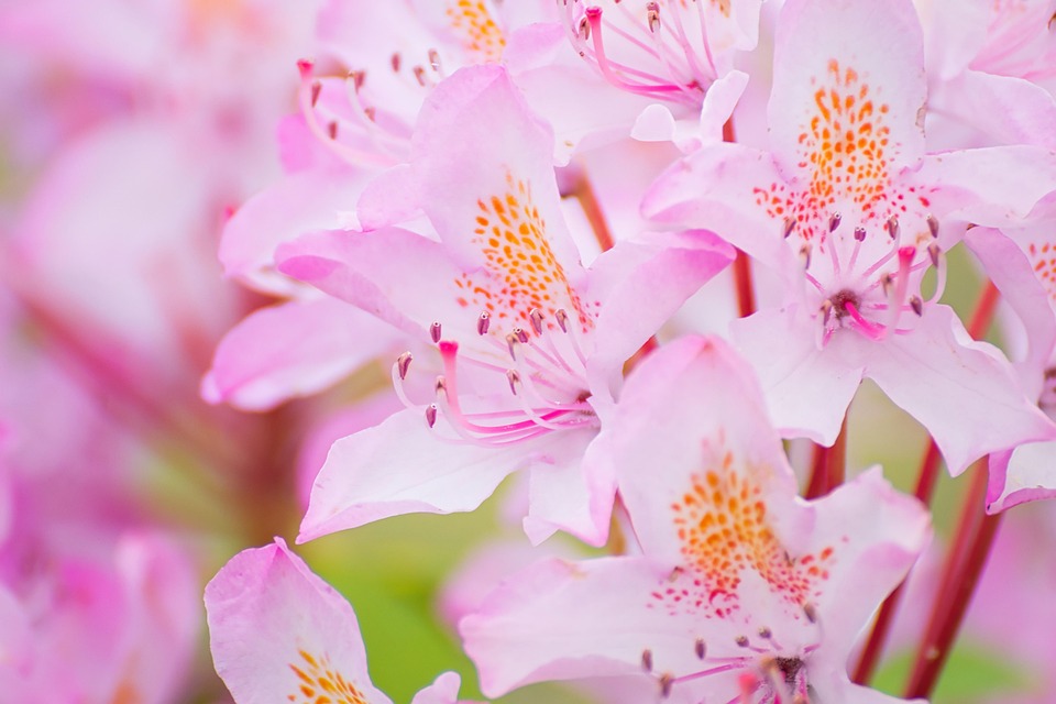 Azalea Flowers Plant Pink - Free photo on Pixabay