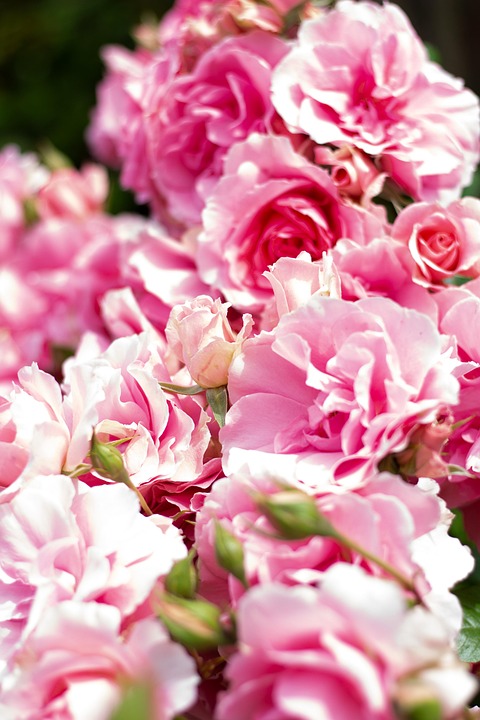 Rose Blumen Garten Pinke Kostenloses Foto auf Pixabay Pixabay