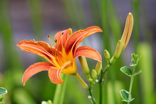 Free Daylily Flower photo and picture