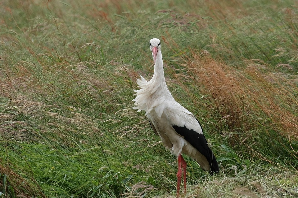 stork-7283992_960_720.jpg