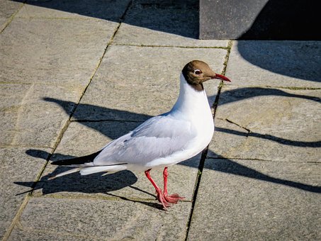 Gaviota, Pájaro, Ave Marina