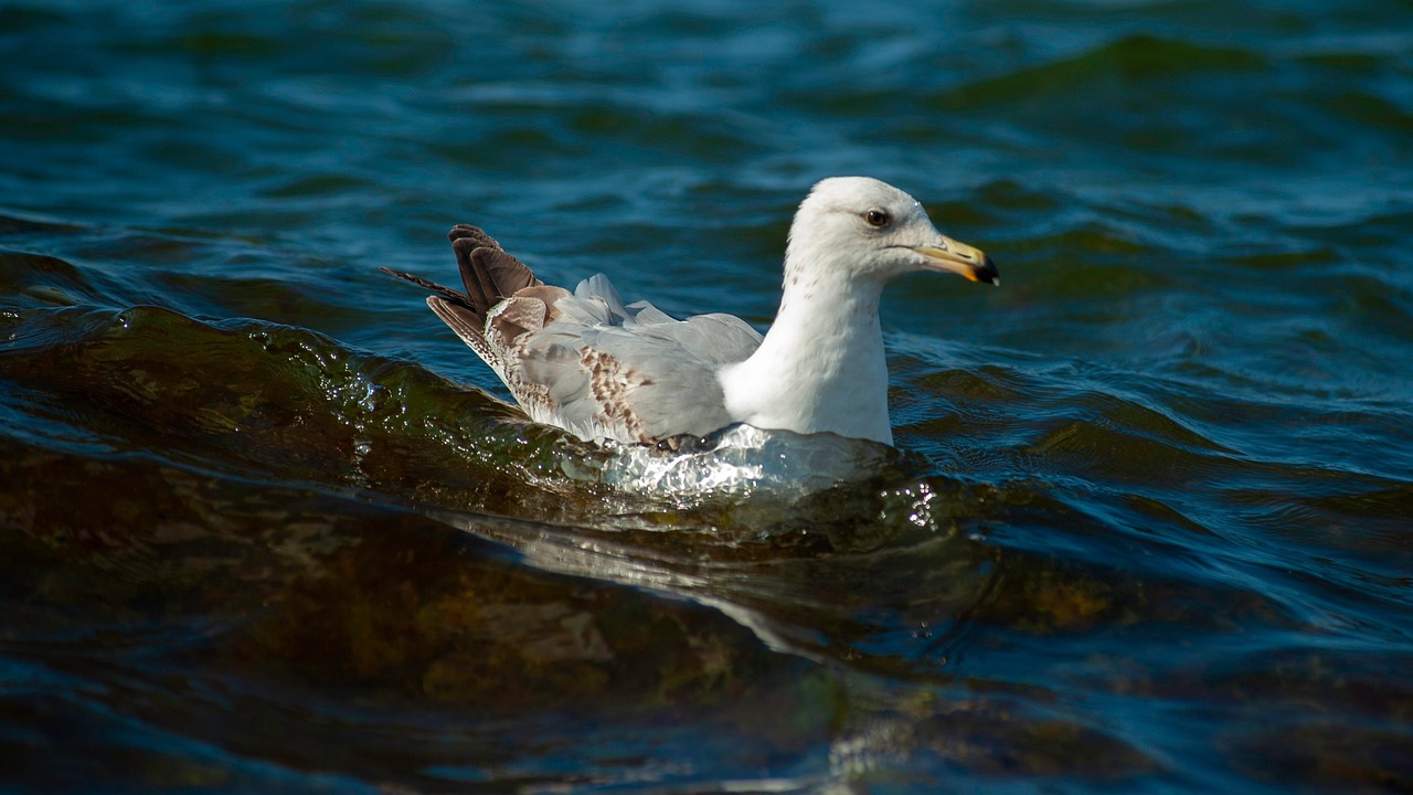 https://cdn.pixabay.com/photo/2022/06/25/19/45/seagull-7284132_1280.jpg
