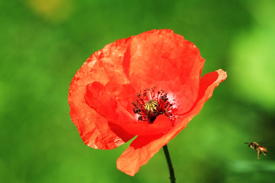 Poppy Flower Plant Red - Free photo on Pixabay - Pixabay
