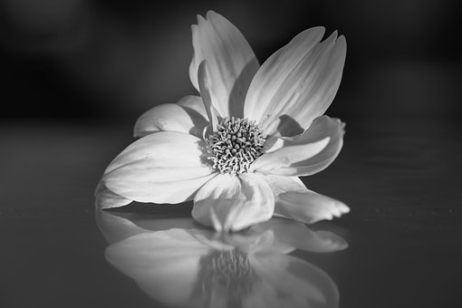 Blume, Bw, Schwarz, Weiß, Refection