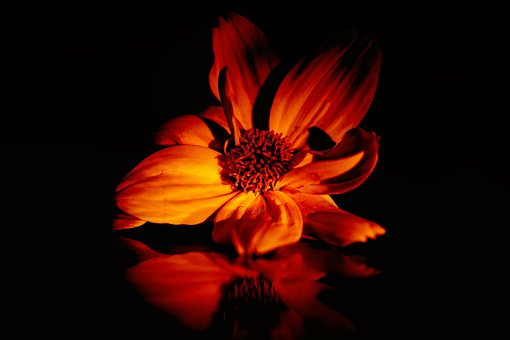 Blume, Blak, Rot, Heiß, Sommer