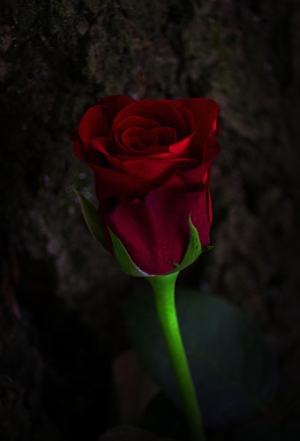 Free Flower Rose photo and picture