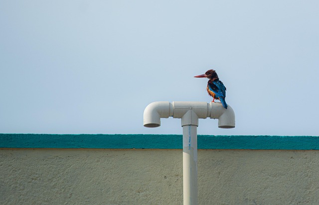 Kuningaskalastaja Lintu Luonne Ilmainen Valokuva Pixabayssa Pixabay kuningaskalastaja-lintu-luonne-ilmainen-valokuva-pixabayssa-pixabay