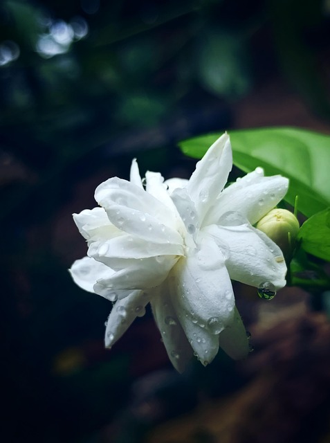 Jasmin, Weiß, Natur, Blume, Rose, Bunt