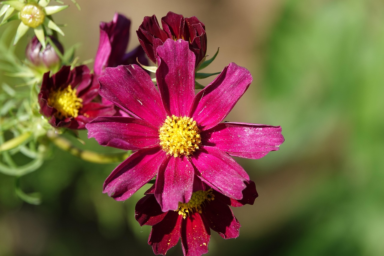 https://cdn.pixabay.com/photo/2022/06/26/04/34/flower-7284534_1280.jpg