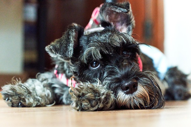 Cachorro, Mascote, Animal, Filhotes