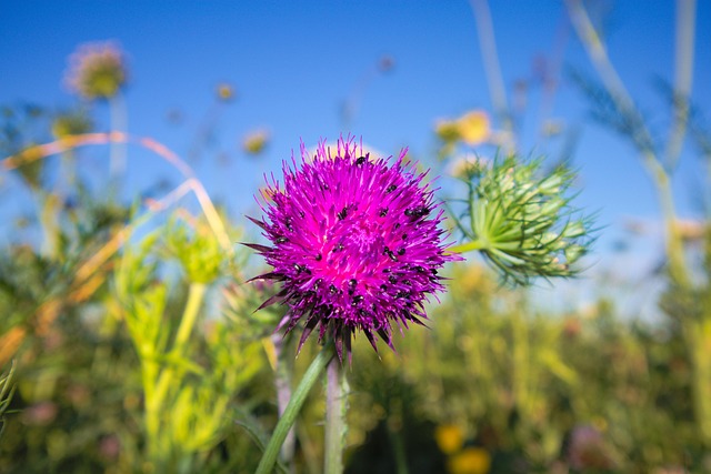 Blume, Schöne Blumen, Wiese, Natur