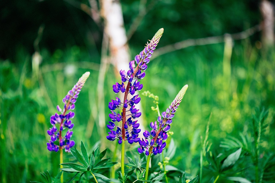 Lupine Flowers Purple - Free photo on Pixabay - Pixabay