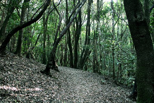 Les, Příroda, Vavřínový Les, Tenerife