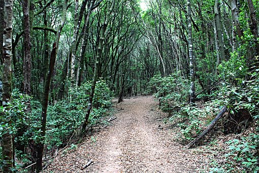 Les, Cesta, Pěší Turistika, Příroda