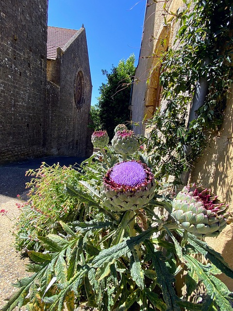 Free Artichokes Flowering Artichoke photo and picture