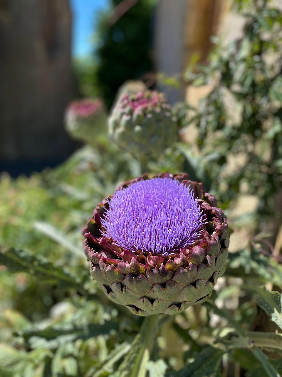 Flowering Artichoke Free photo on Pixabay Pixabay