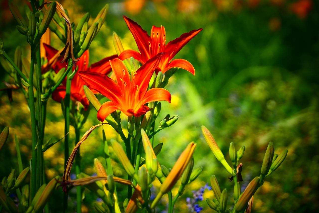 Lilies Flowers Flora Free photo on Pixabay Pixabay