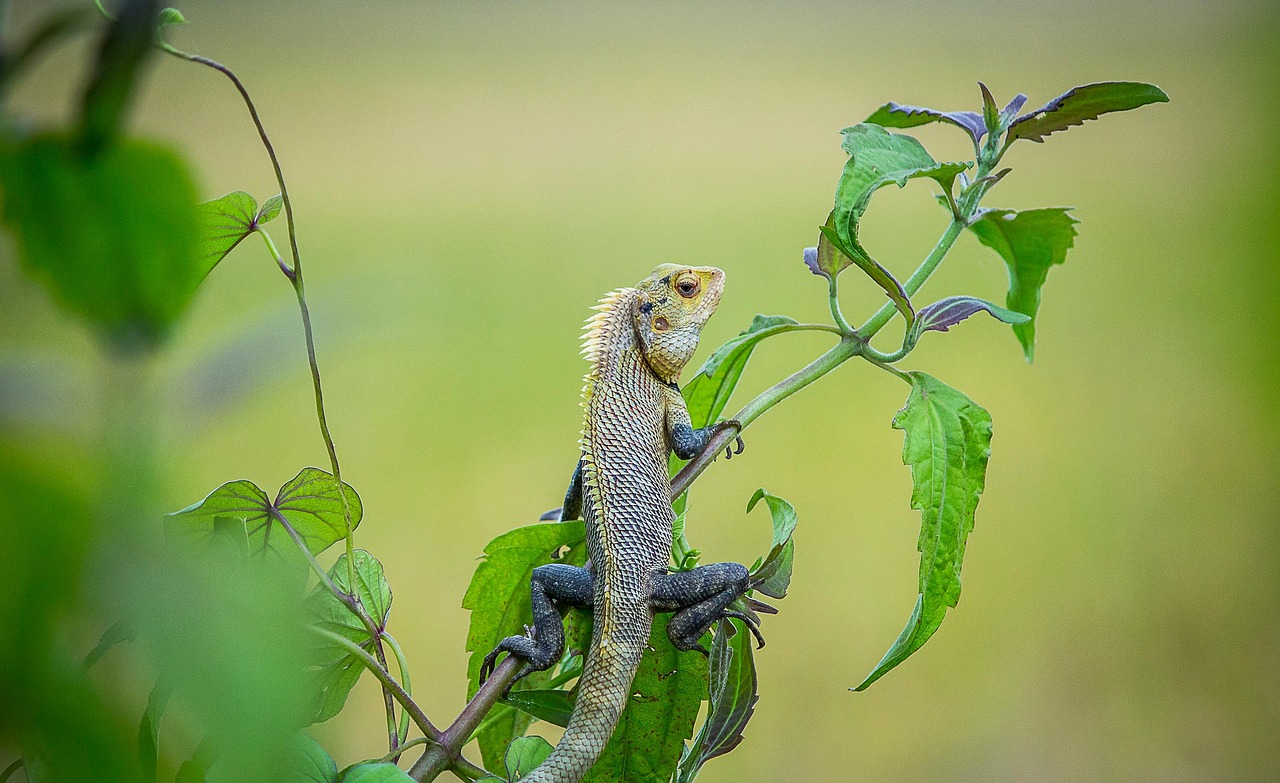 https://cdn.pixabay.com/photo/2022/06/26/12/47/animal-7285337_1280.jpg