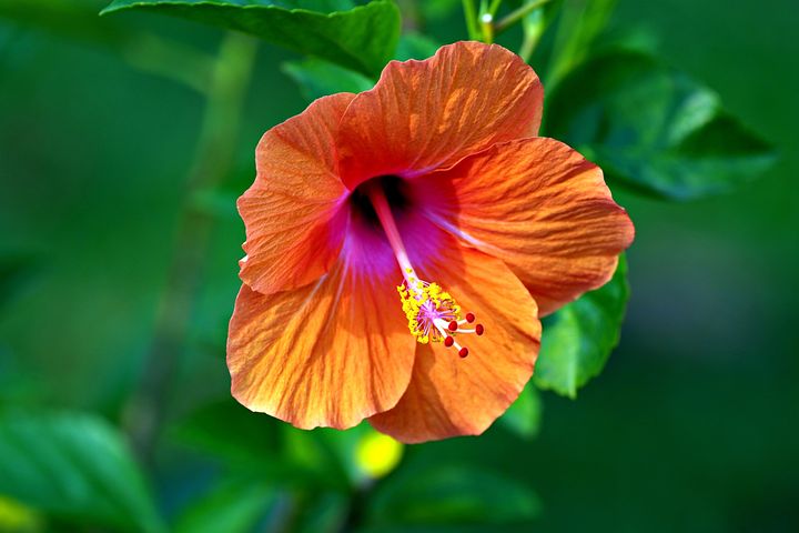 3,000+ Free Hibiscus &amp; Flower Images