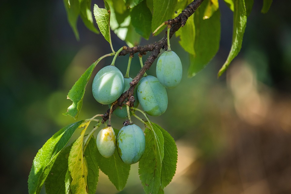 Plum Tree Plums Fruits Unripe Free photo on Pixabay Pixabay