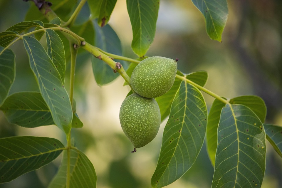 Walnut Tree Walnuts Unripe Free photo on Pixabay Pixabay